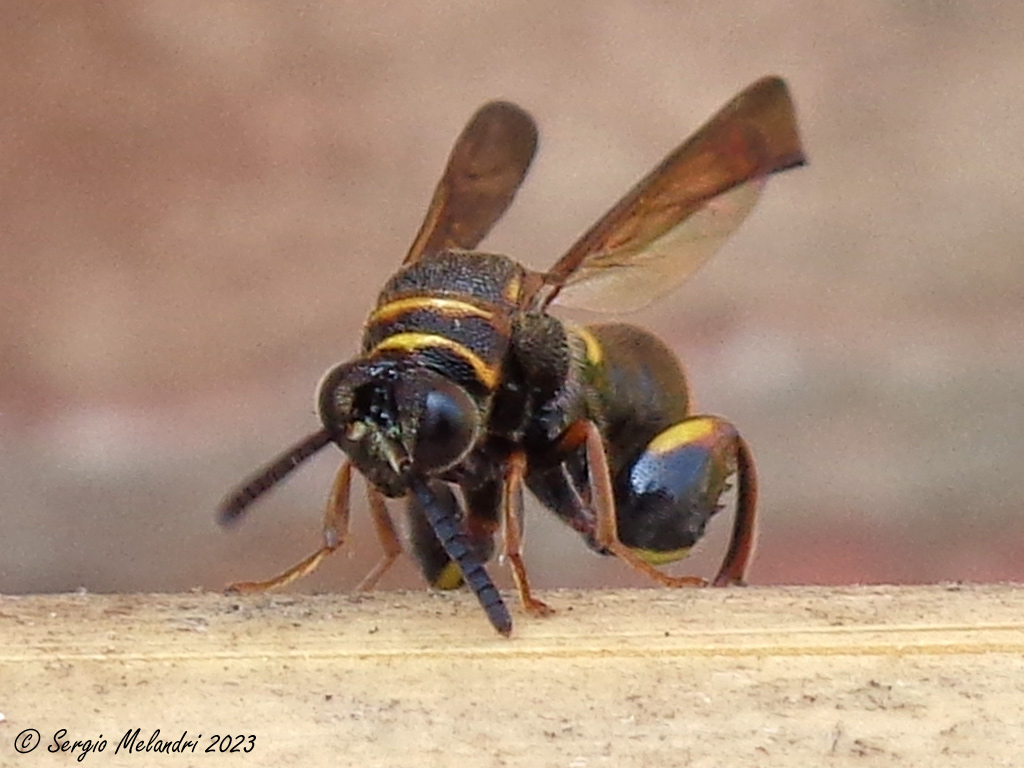 Leucospidae: femmina di Leucospis sinensis